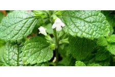 Melisa Çayı Zararları Nelerdir?